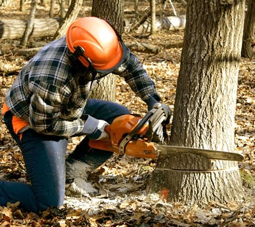 Tree Removal in Krebs, OK